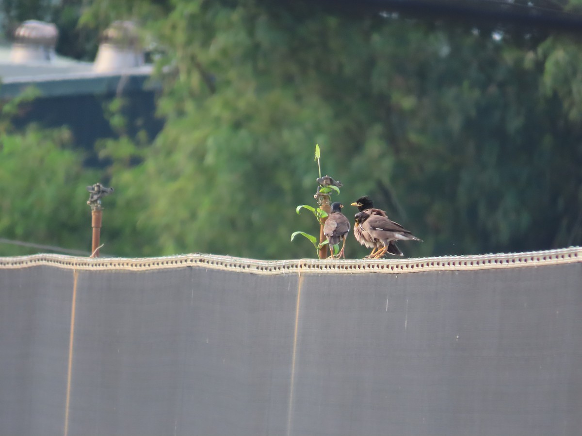 Common Myna - ML642271769