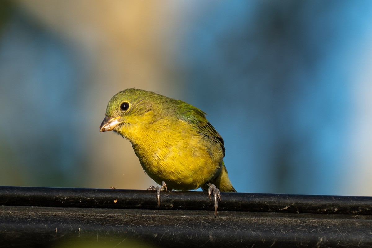 Painted Bunting - ML642271795