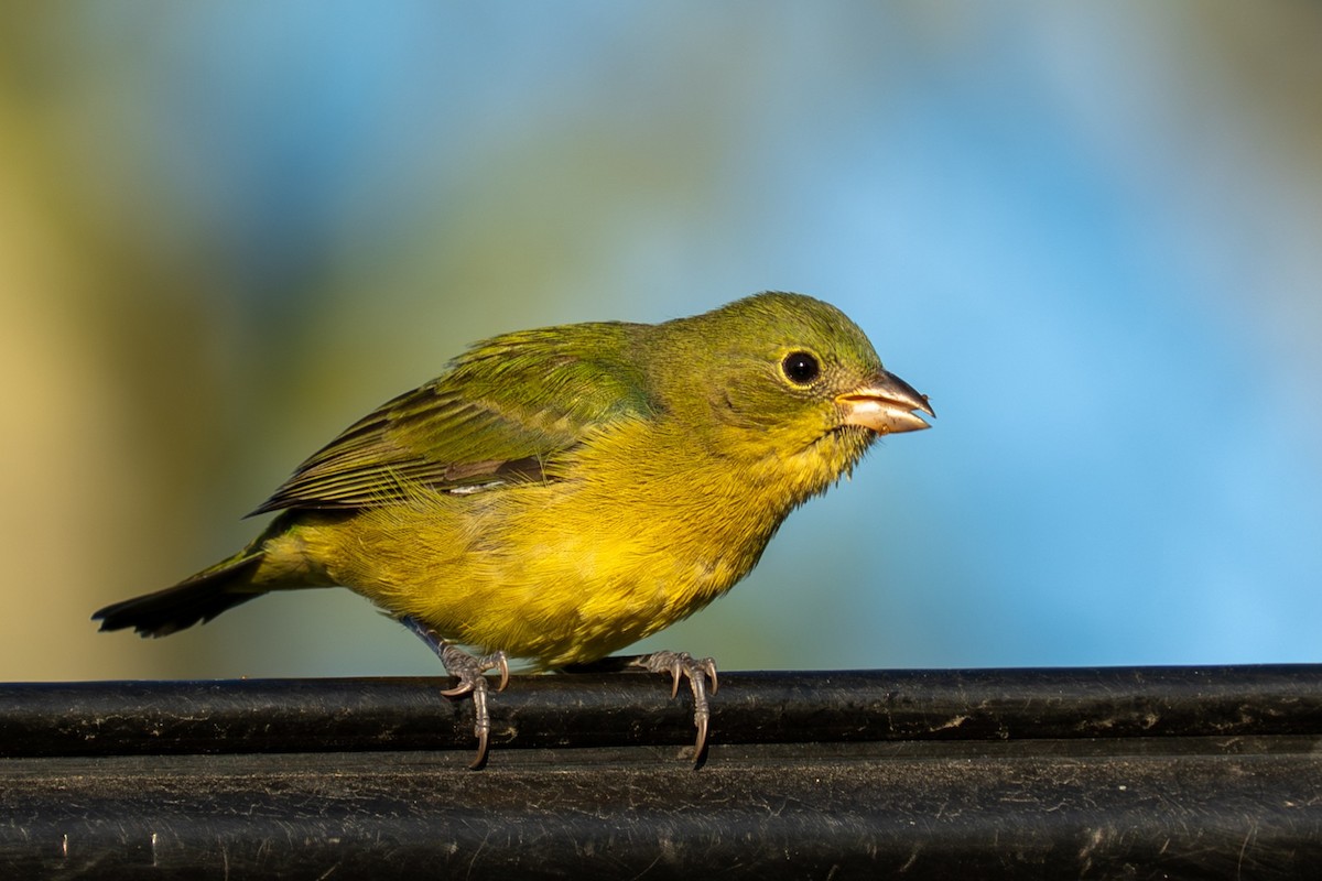 Painted Bunting - ML642271797