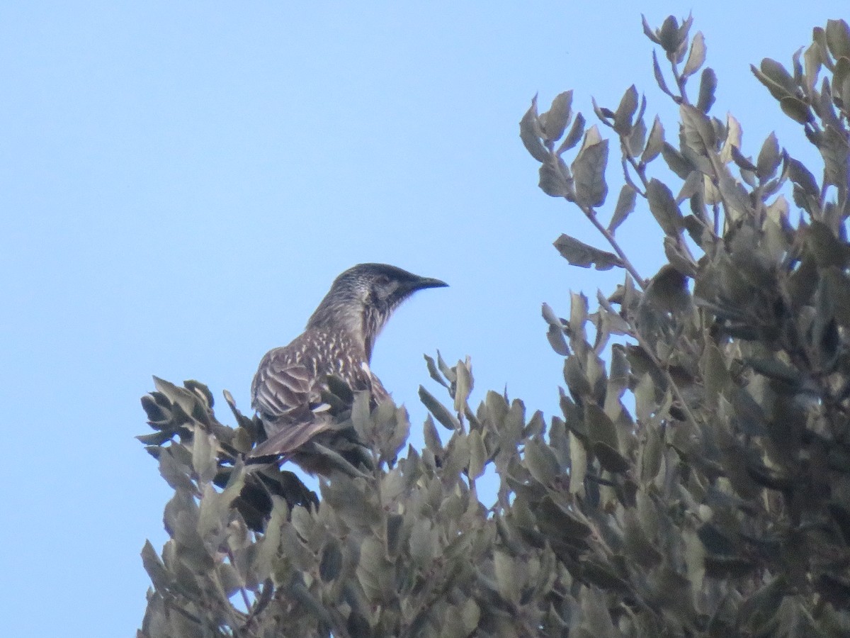 Red Wattlebird - ML642271823