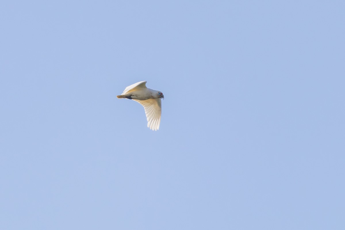 Long-billed Corella - ML642271846