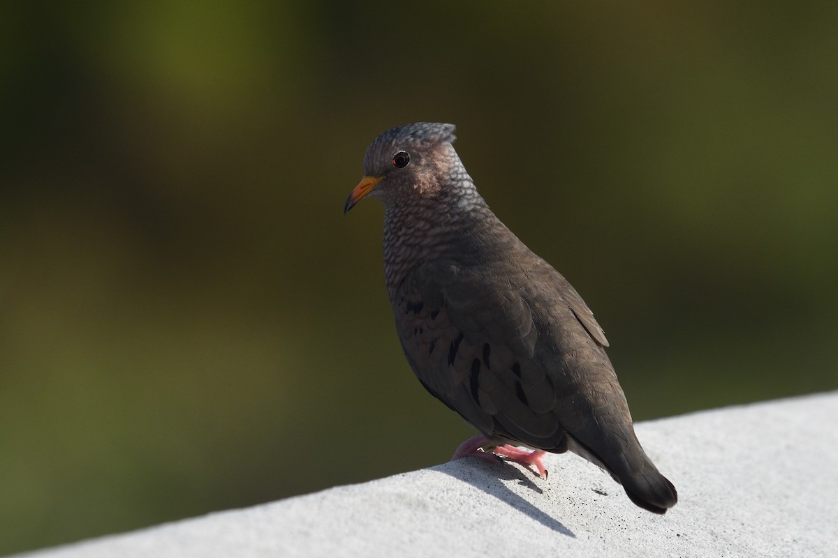 Common Ground Dove - ML642271852