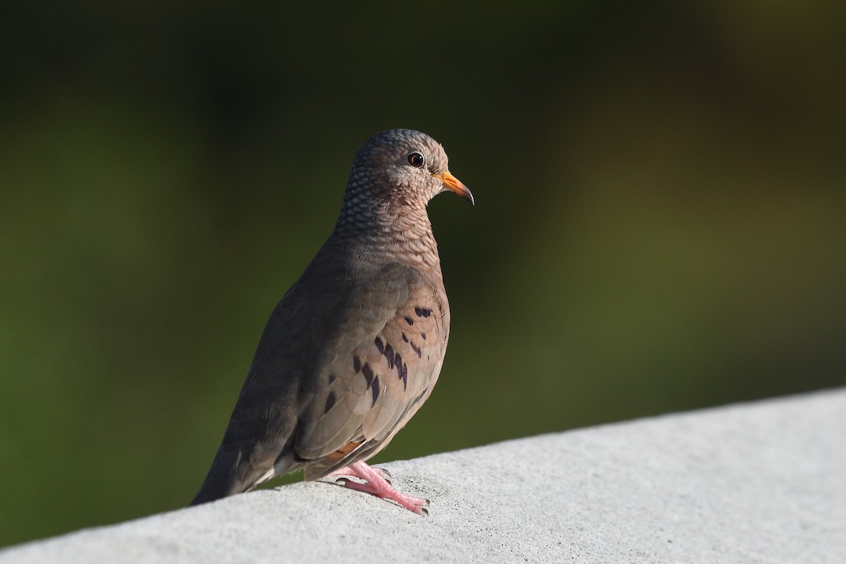 Common Ground Dove - ML642271853