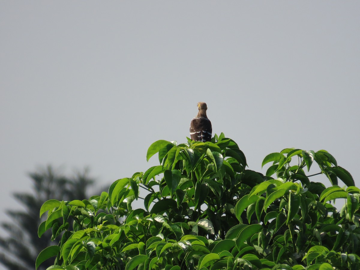 Black-collared Starling - ML642271860