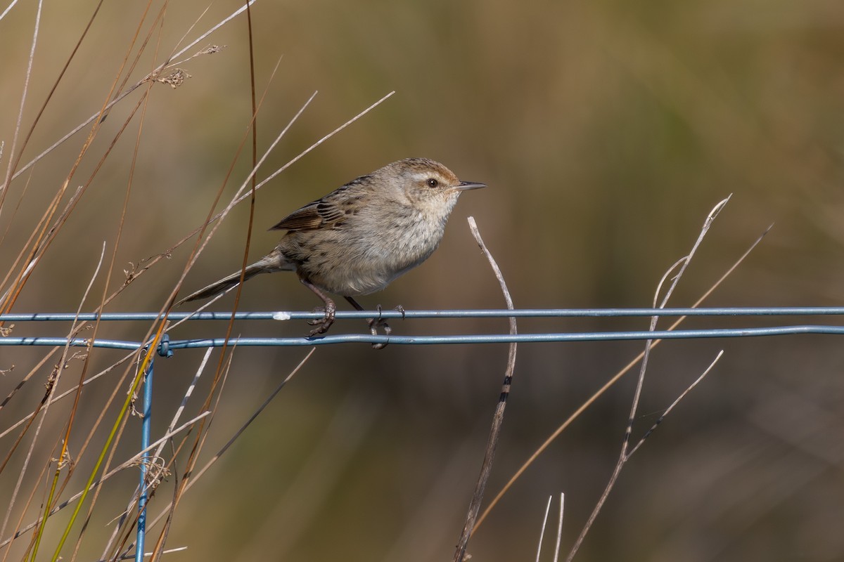 Little Grassbird - ML642271861