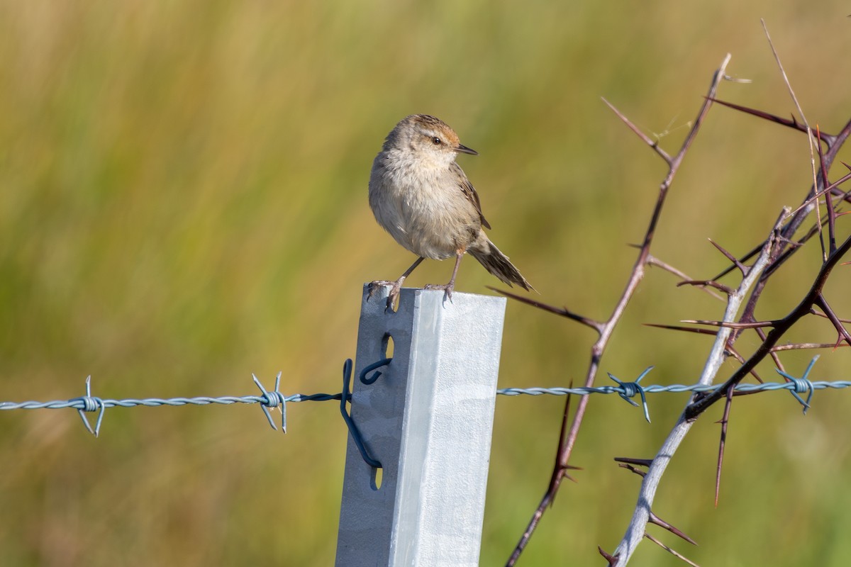 Little Grassbird - ML642271862