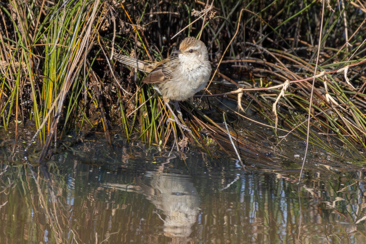 Little Grassbird - ML642271863