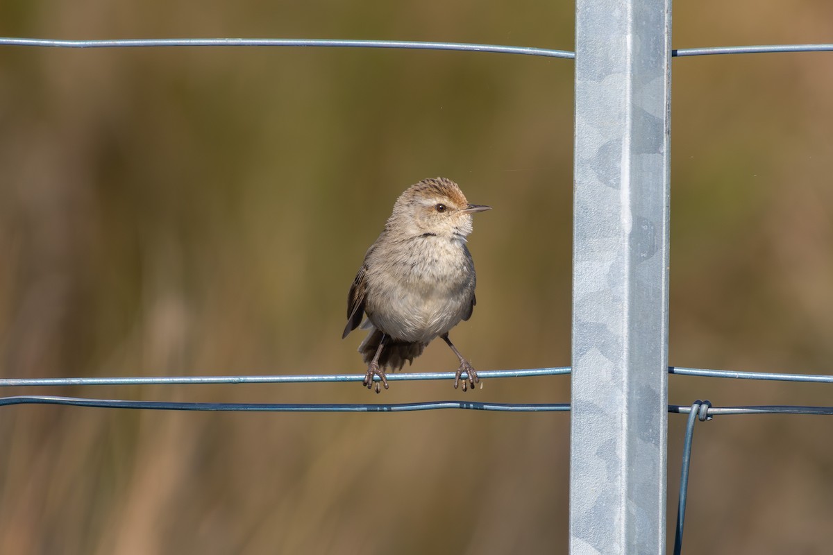 Little Grassbird - ML642271872