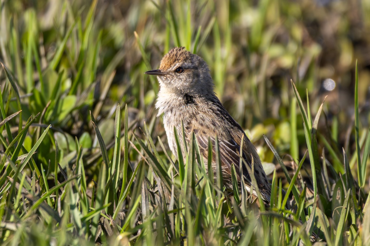 Little Grassbird - ML642271873