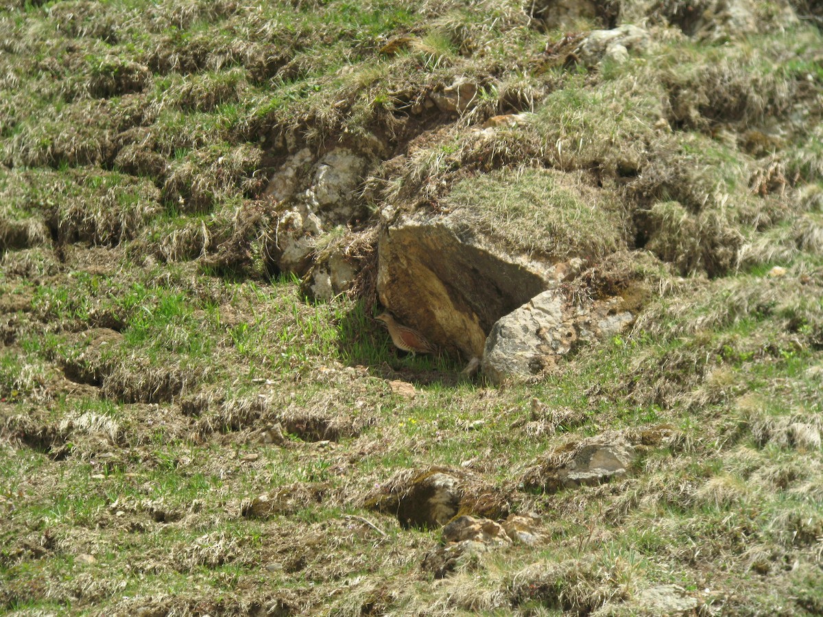 Corn Crake - ML642271879