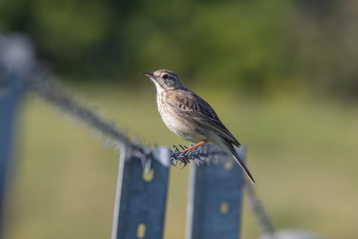 Australian Pipit - ML642271889