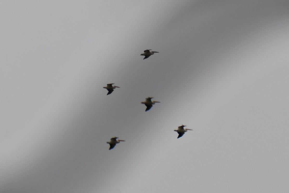 American White Pelican - ML642271945