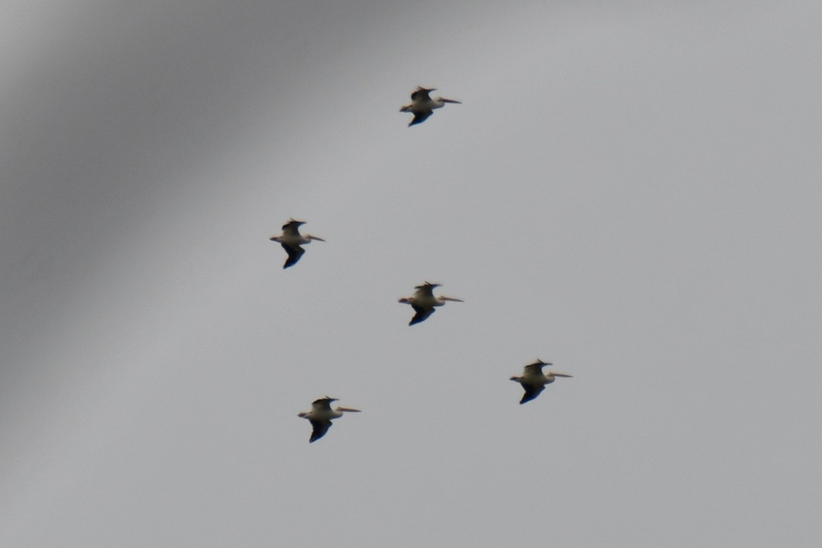American White Pelican - ML642271946
