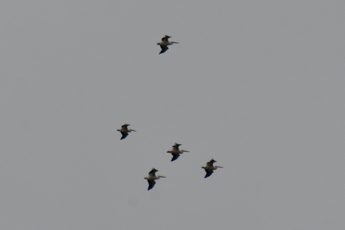 American White Pelican - ML642271947