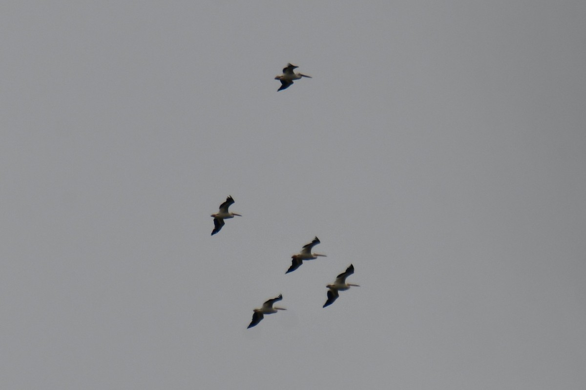 American White Pelican - ML642271948