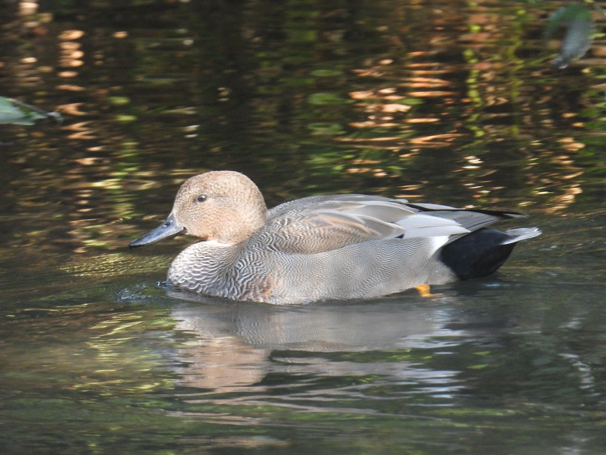 Gadwall - ML642271967