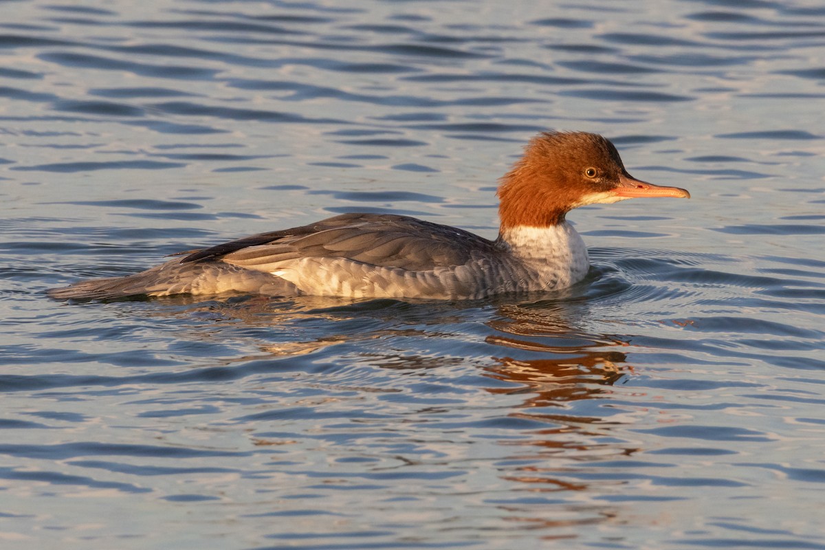 Common Merganser - ML642271972