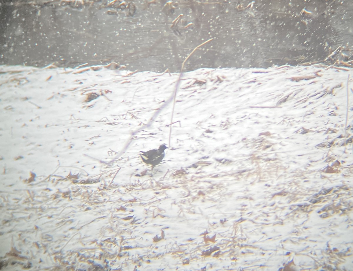 Eurasian Moorhen - Keane Sammon