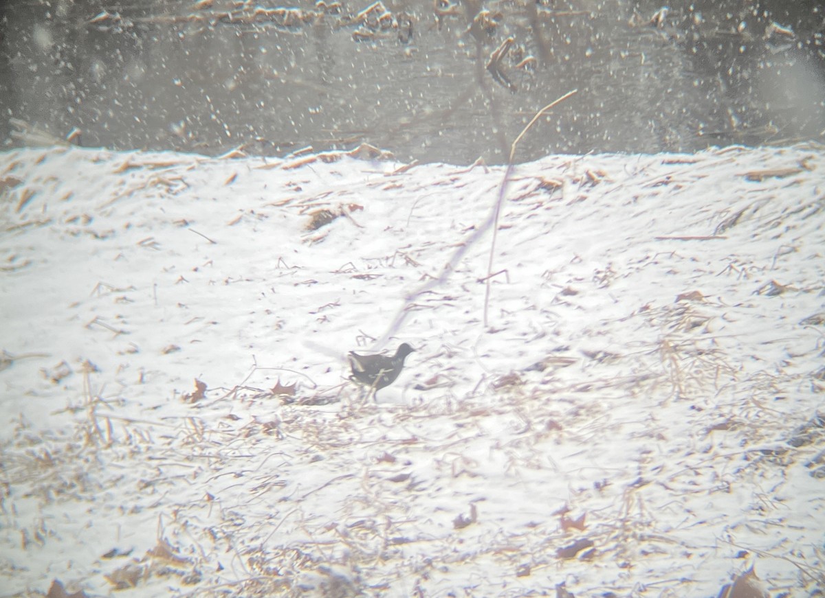 Eurasian Moorhen - Keane Sammon