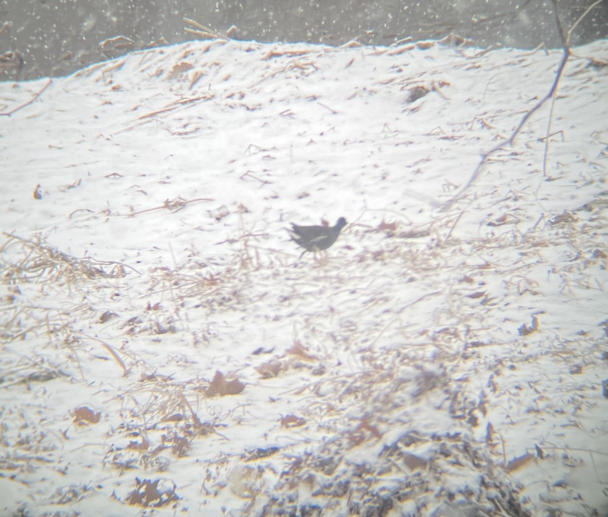 Eurasian Moorhen - Keane Sammon