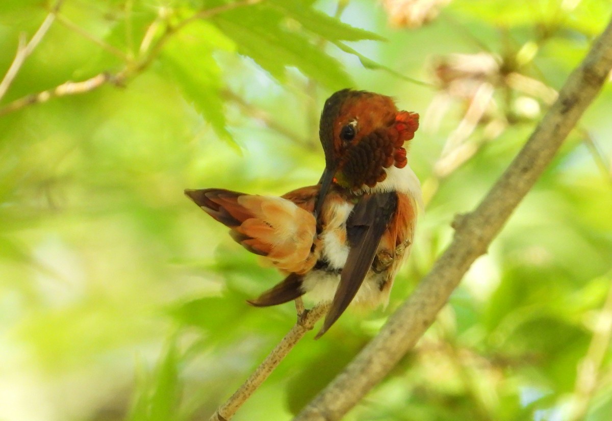 Rufous Hummingbird - ML642272032