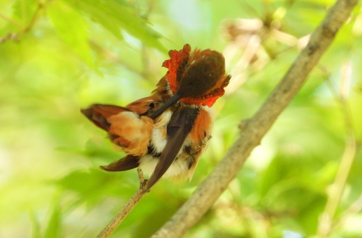 Rufous Hummingbird - ML642272040