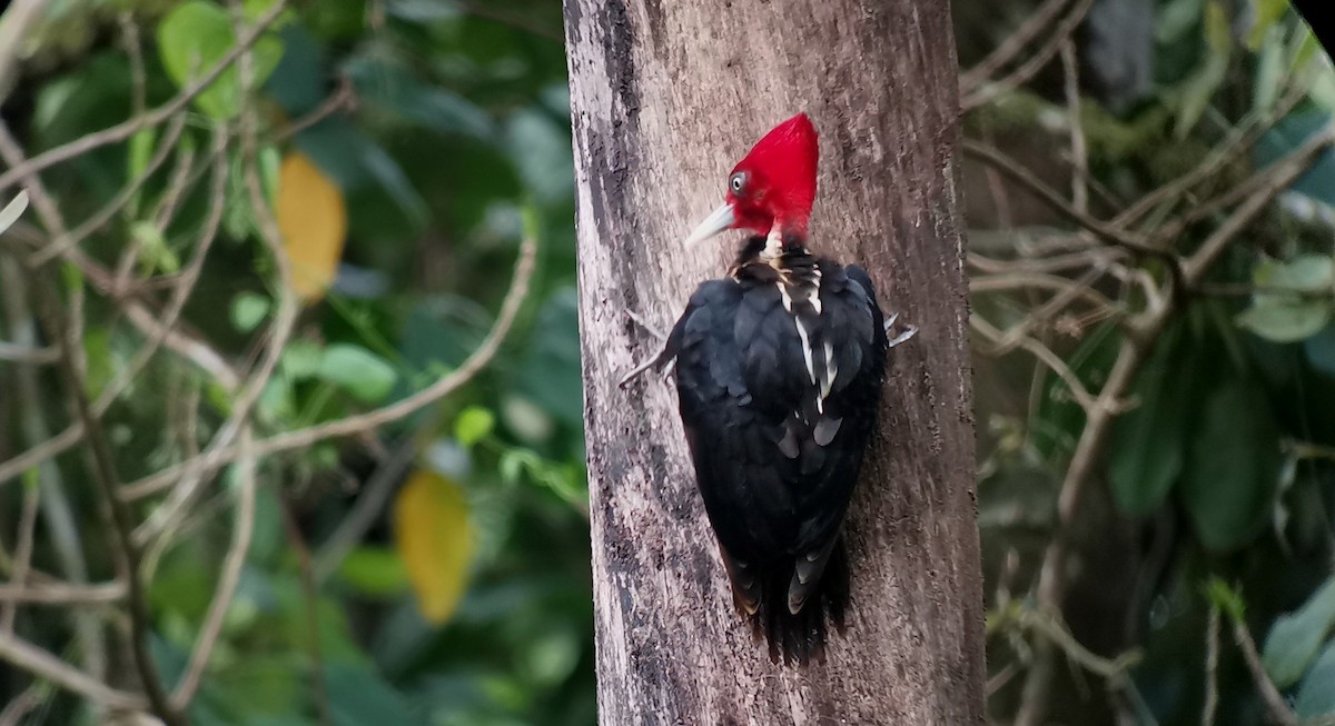Pale-billed Woodpecker - ML642272047