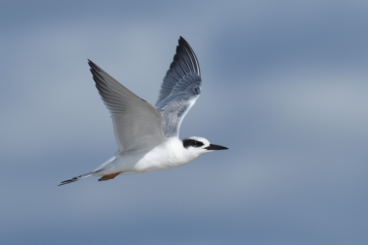Forster's Tern - ML642272048
