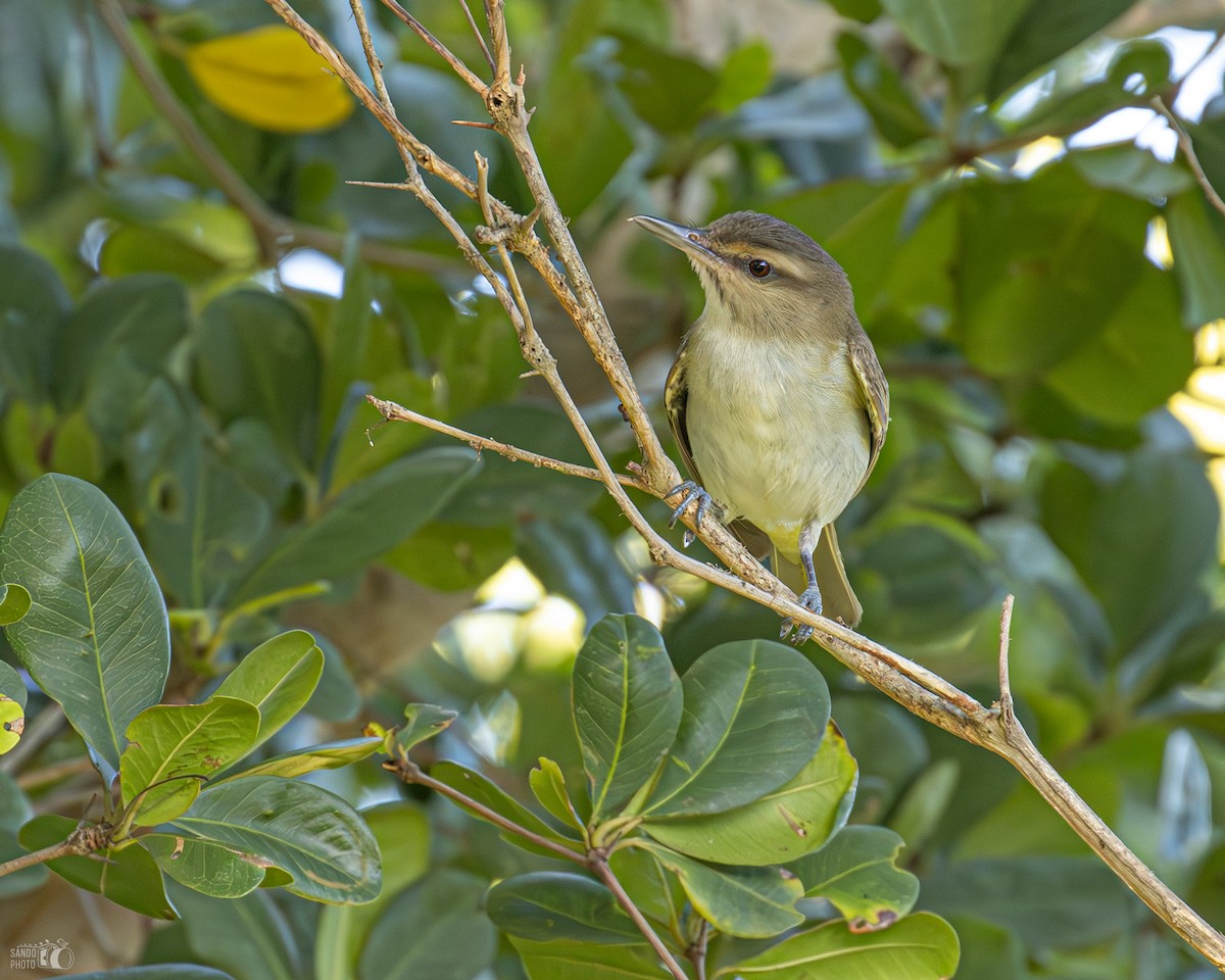 Black-whiskered Vireo - ML642272049