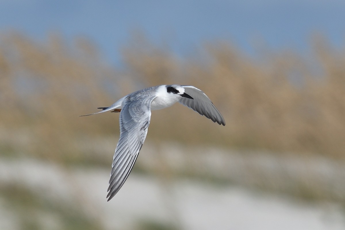 Forster's Tern - ML642272050