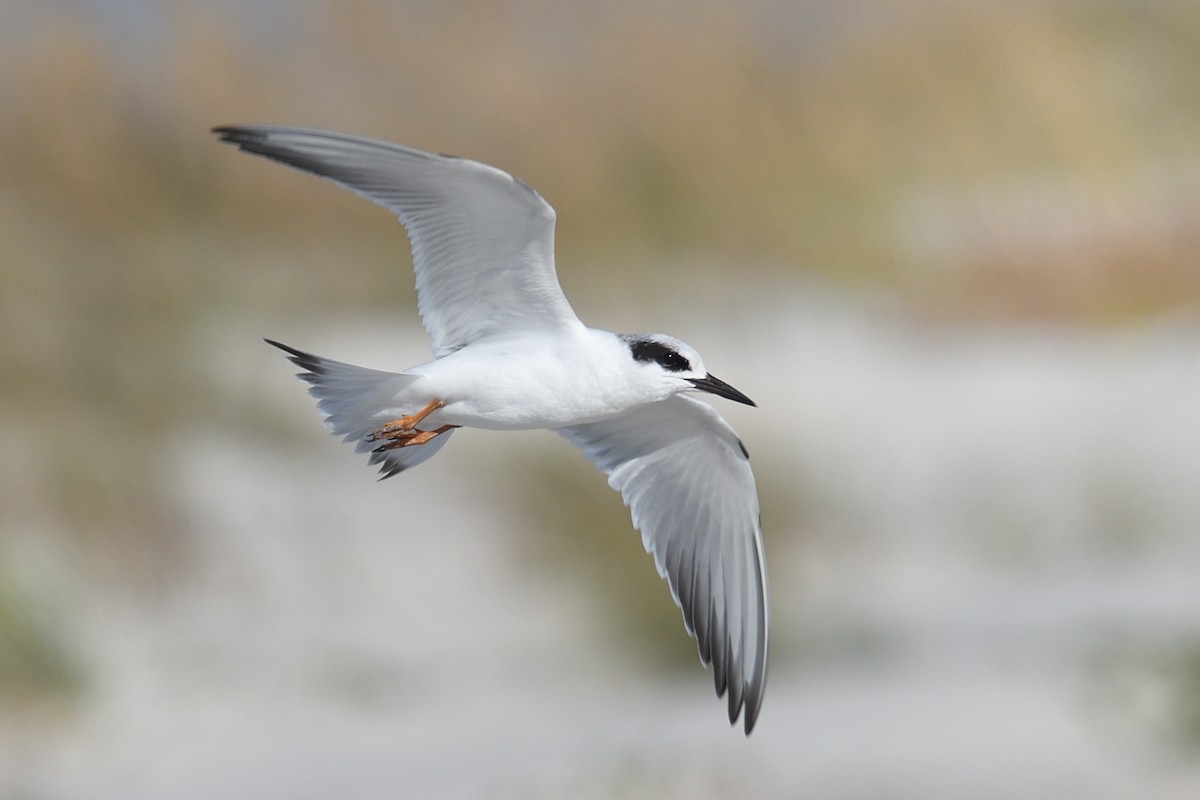 Forster's Tern - ML642272056