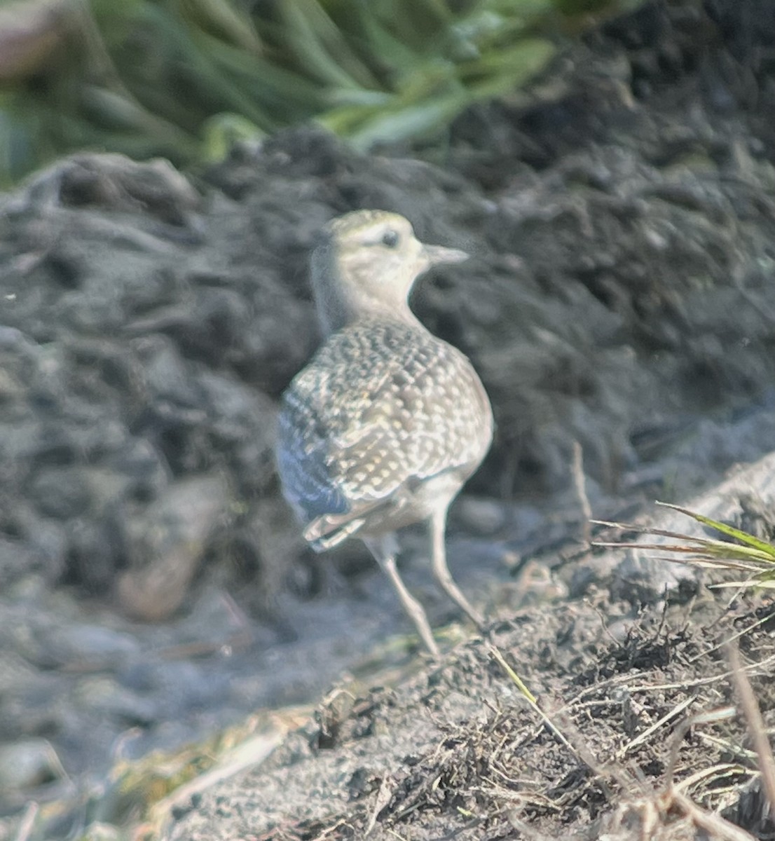 American Golden-Plover - ML642272112