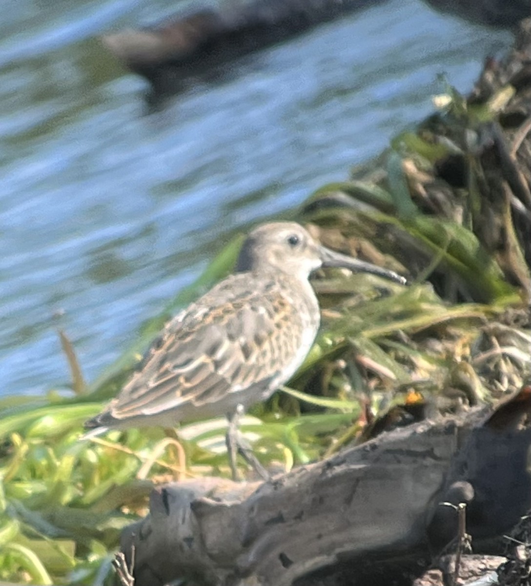 Dunlin - ML642272129