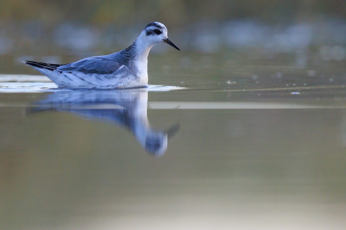 Red Phalarope - ML642272136