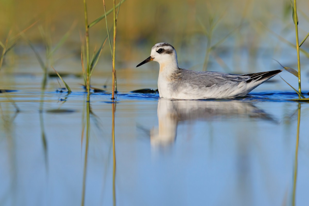 Red Phalarope - ML642272137