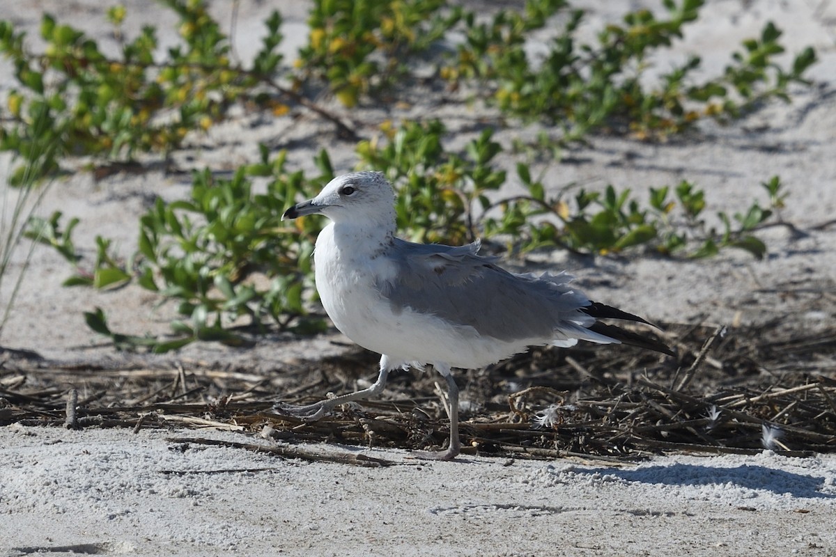 Ring-billed Gull - ML642272141