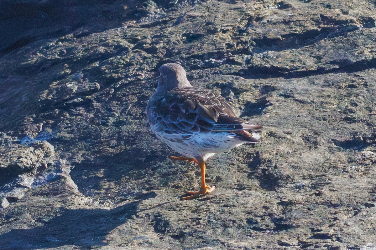 Purple Sandpiper - ML642272158