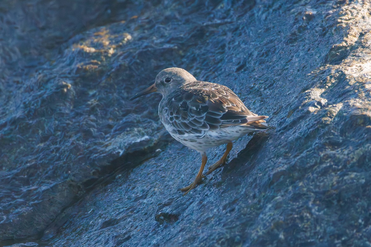 Purple Sandpiper - ML642272160