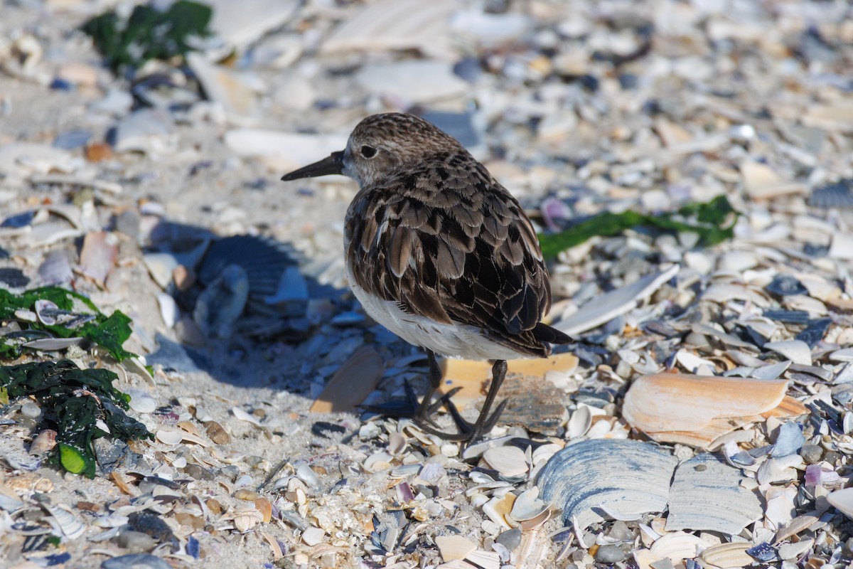 Least Sandpiper - ML642272166