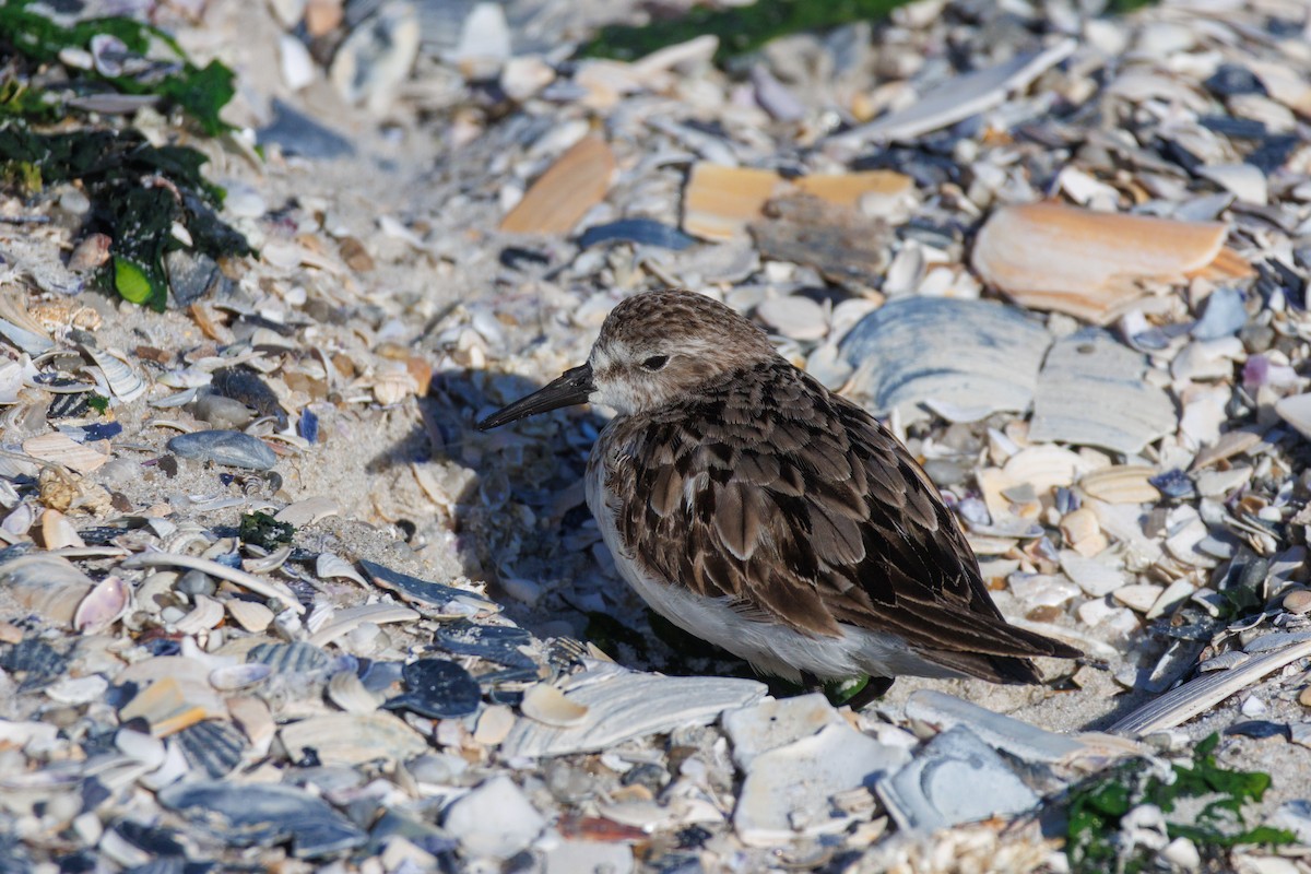 Least Sandpiper - ML642272167