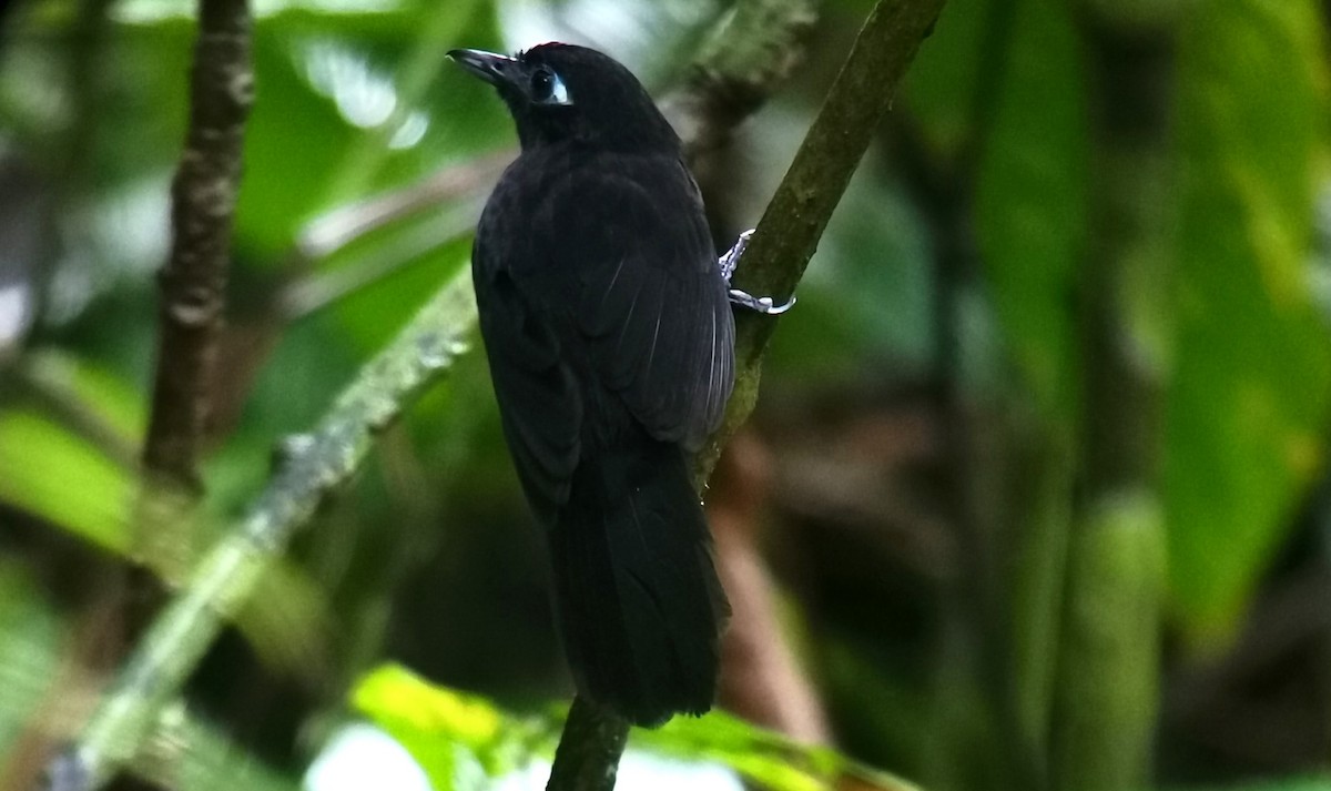 Zeledon's Antbird - ML642272177