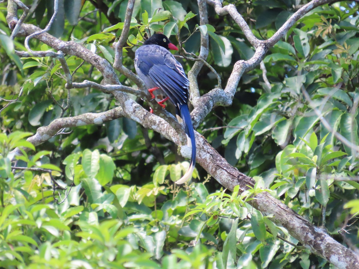 Taiwan Blue-Magpie - ML642272182
