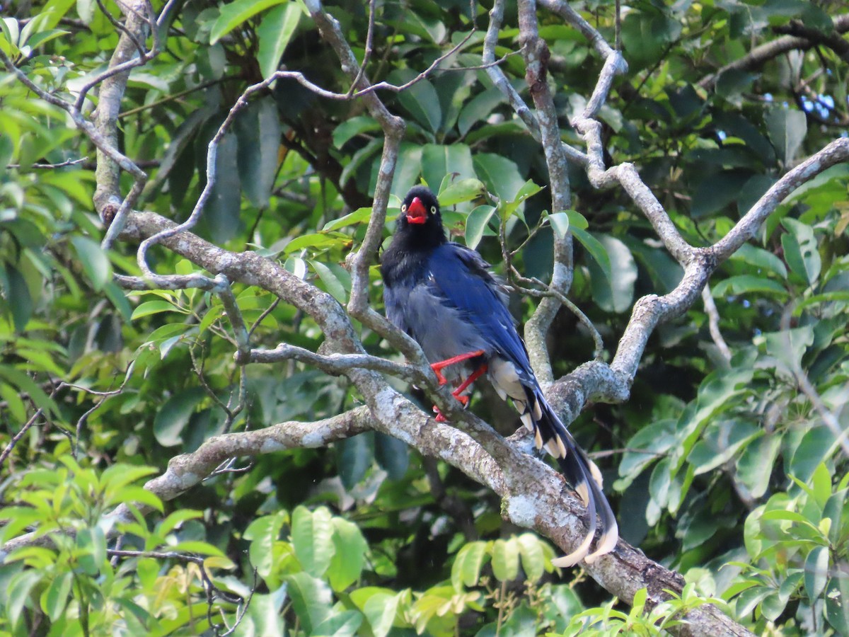 Taiwan Blue-Magpie - ML642272183