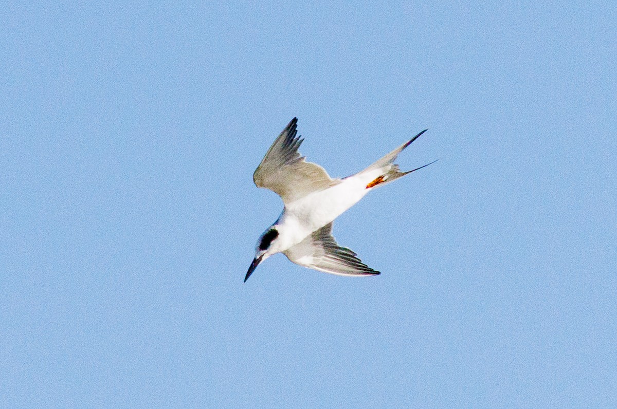 Forster's Tern - ML642272200