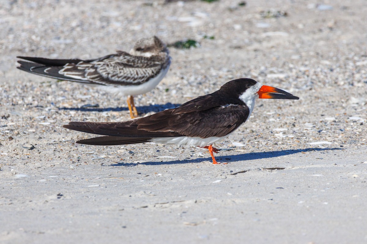 Black Skimmer - ML642272204