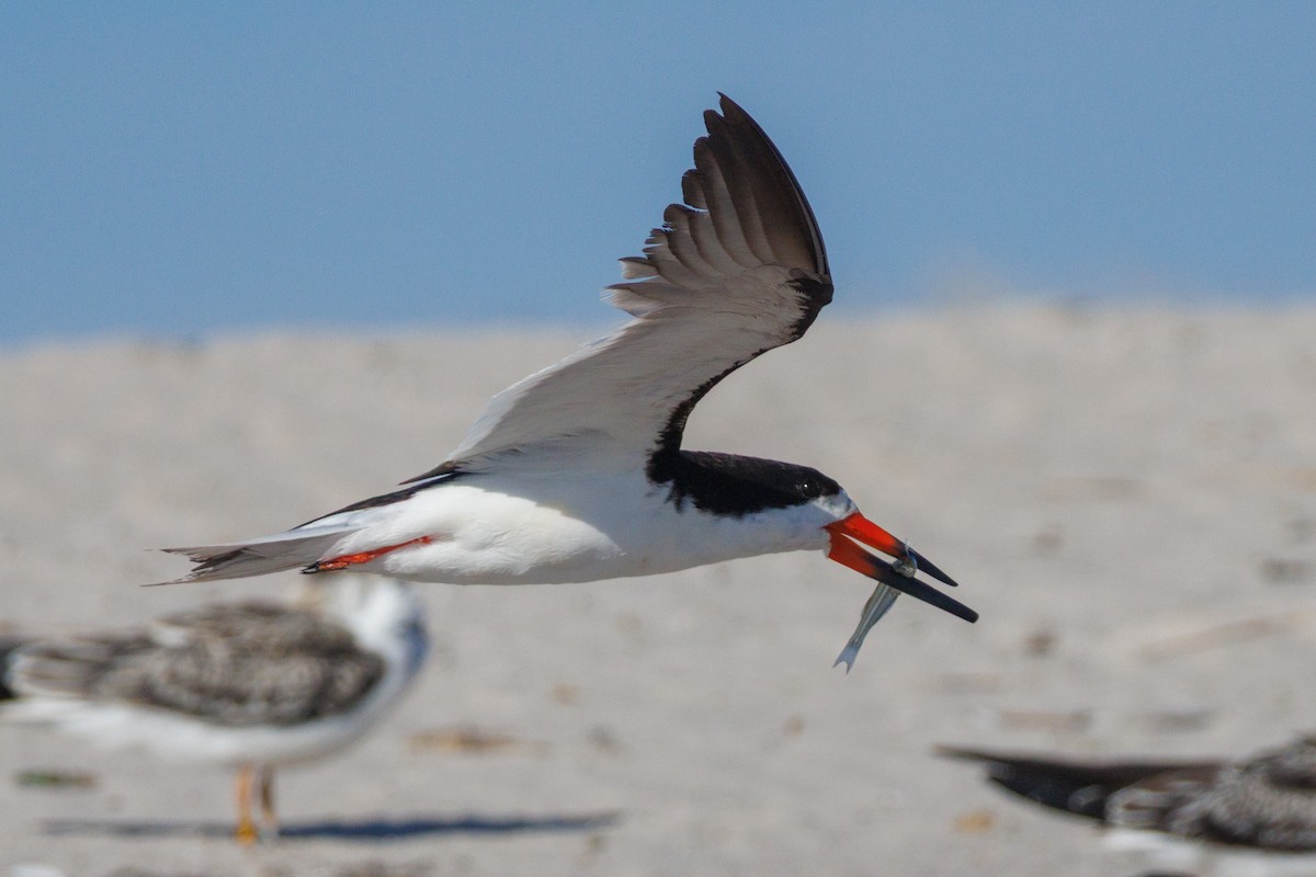 Black Skimmer - ML642272214