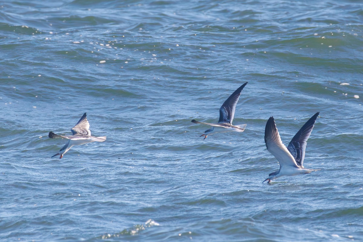 Black Skimmer - ML642272215