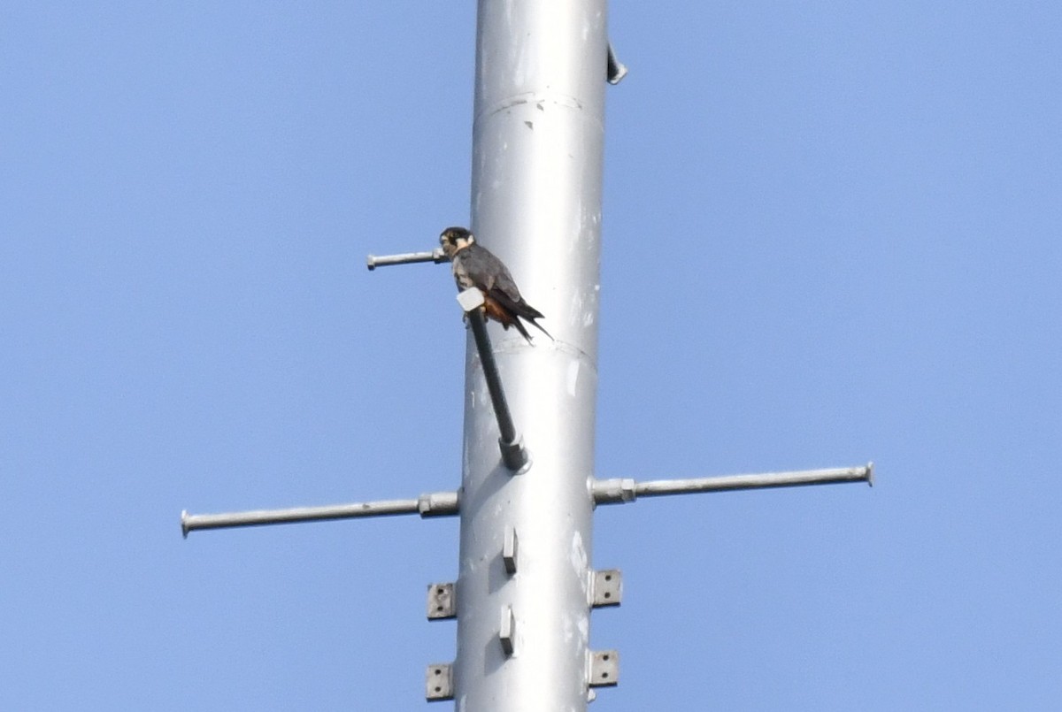 Eurasian Hobby - ML642272218