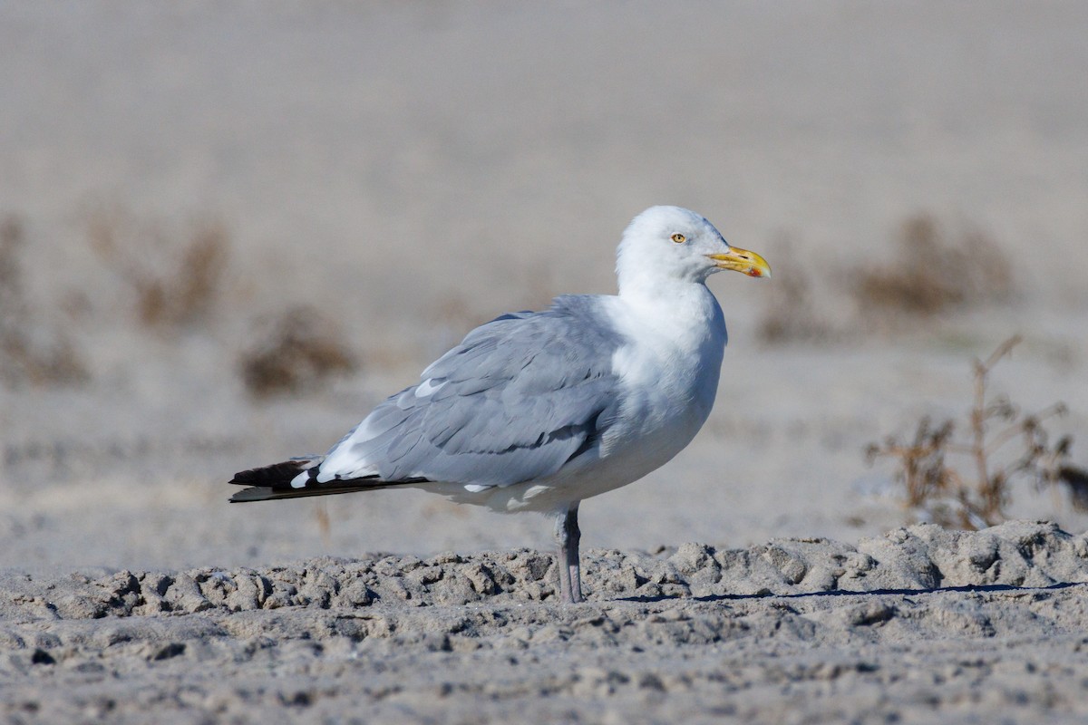 American Herring Gull - ML642272230