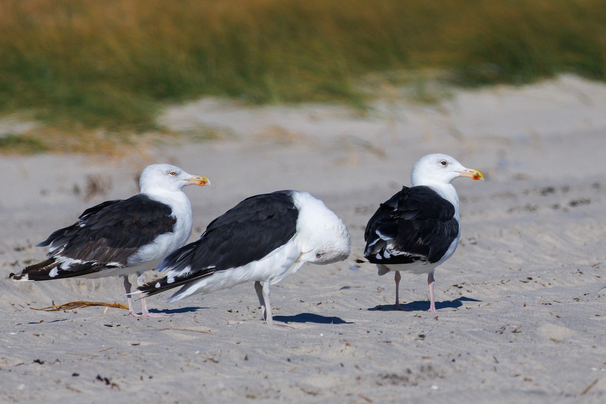 Great Black-backed Gull - ML642272241